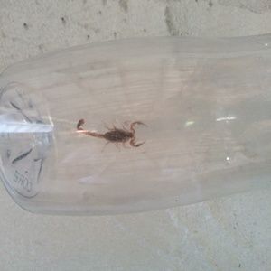 Meet your Posher, Rose